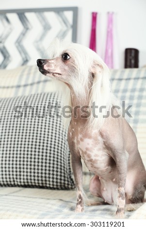 Chinese Crested dog resting on sofa, indoors