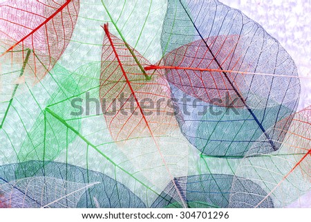 Abstract colorful skeleton leaves background