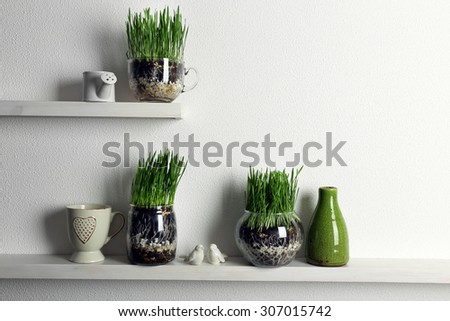 Transparent pots with fresh green grass on shelves