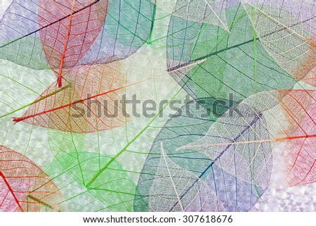 Abstract colorful skeleton leaves background