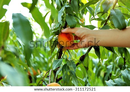Female hand picking peach from tree