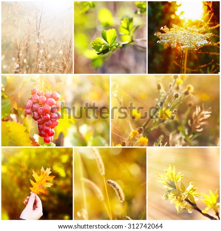 Beautiful nature collage
