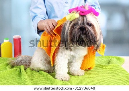 Hairdresser towel Shih Tzu dog in barbershop, isolated on white