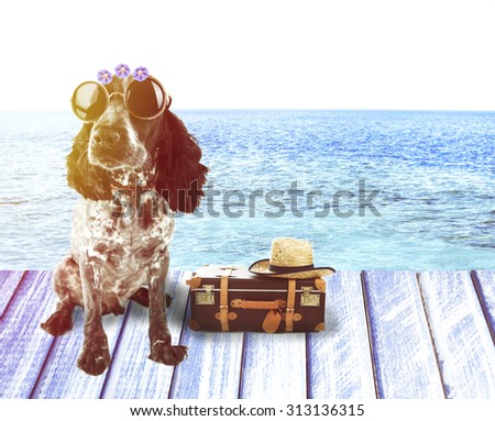 Funny dog tourist with suitcase, sunglasses and hat near pool