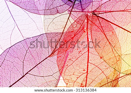 Multicolor decorative skeleton leaves