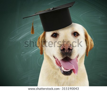 Cute dog  with grad hat near blackboard- education concept