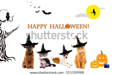 Animals with witch hats for halloween, isolated on white