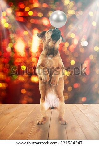 Cute dog at the circus