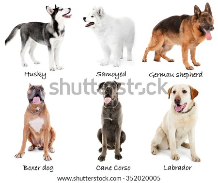 Different Large Breeds Of Dogs Together, Isolated On White Stock Photo ...