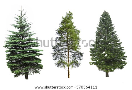 Fir-trees, isolated on white Stock foto © 