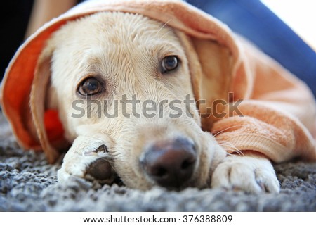 Similar – Image, Stock Photo Blond Labrador lies wet on Baltic Sea beach after bathing in the sea in cold, dull weather and looks into the camera