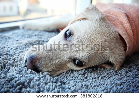 Similar – Image, Stock Photo Blond Labrador lies wet on Baltic Sea beach after bathing in the sea in cold, dull weather and looks into the camera