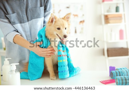 Foto Bild Frau badet gehorsamen Hund nach Spaziergang zu Hause in Badewanne