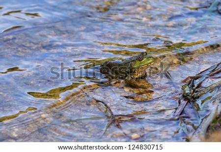 green frog in the transparent pond