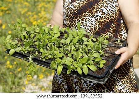 Woman hold  tray with flower seedlings