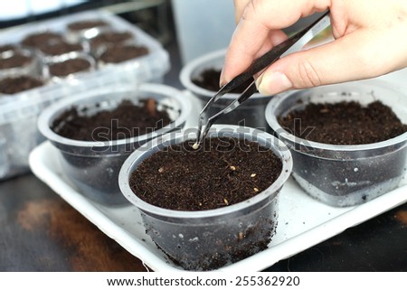 Planting seeds with tweezers