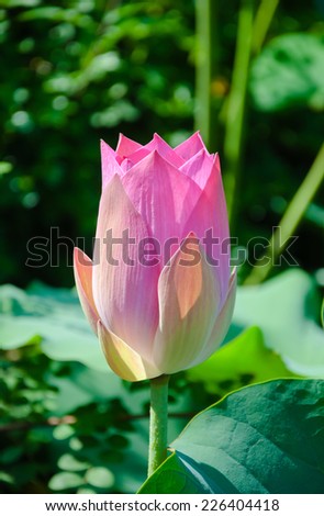 Nelumbo nucifera or Pink lotus flowers are blooming of the sun light in the morning.