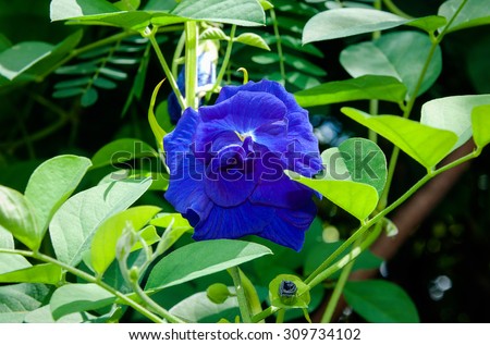 The flower of Clitoria ternatea: small flowers are purple or blue.