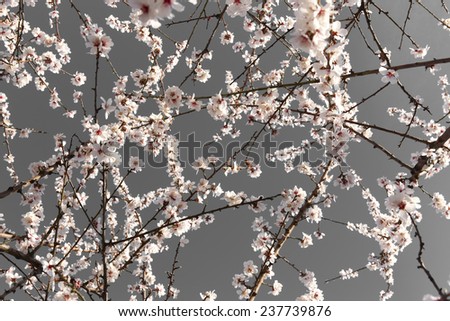 Flowers in almond tree with grey background. Horizontal format