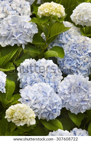Blue and yellow hydrangeas with green leaves. Azores. Portugal. Vertical