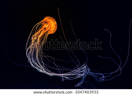 Similar – Image, Stock Photo Jellyfish illuminated with orange light on a colorful background