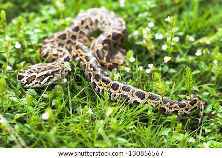 Dangerous animal (Burmese python) could be found between the green grasses on your backyard