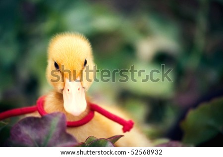 Duck with red cord around his neck
