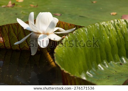 Leaf of victoria waterlily float on shining water.Resemble heart shape.