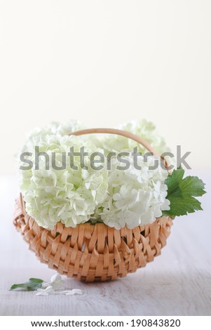White hydrangea flowers on rustic wooden basket