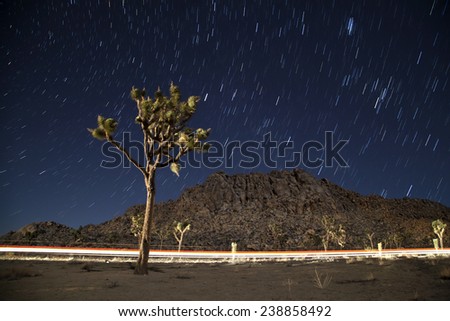 Desert Night Life