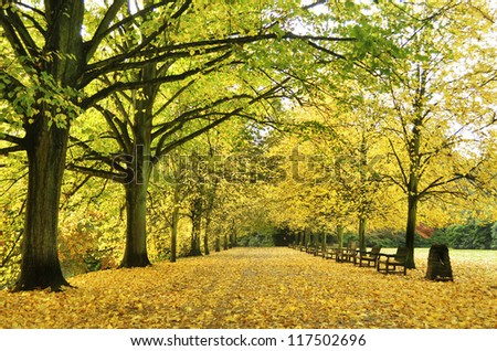 Beautiful autumn yellow lane in the forest good for wallpaper