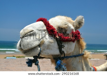 camel face animal head morocco summer beach