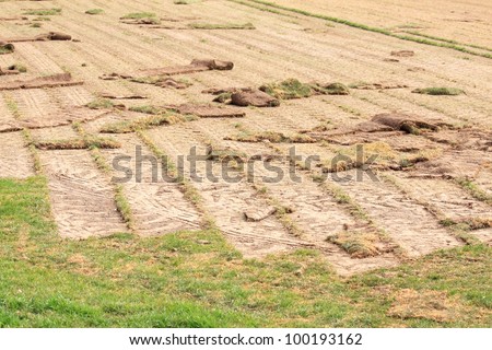 Farm growing turf after taking off