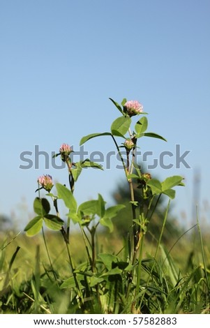 Red clover /Trifolium pratense/ in the meadow