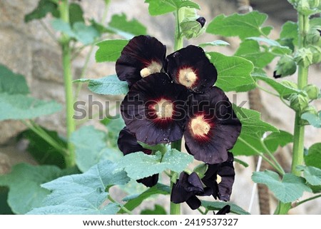 Similar – Image, Stock Photo Closeup of a Hollyhock