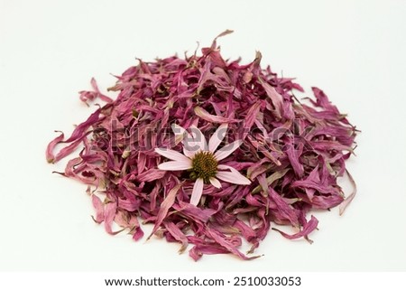 Similar – Image, Stock Photo The purple coneflower