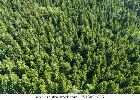 Similar – Image, Stock Photo Road running through dense forest