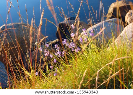 Purple canterbury bell flowers on sunny coast