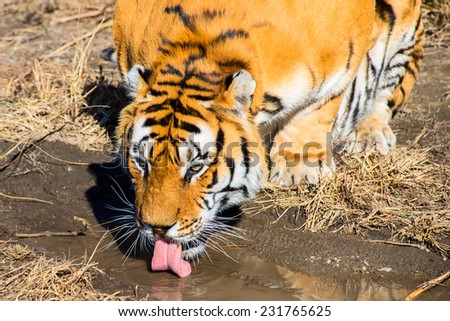 Amur tiger drinking from a puddle in a park tigers, Harbin, China