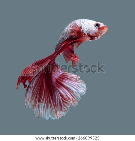 betta fish, siamese fighting fish on white background