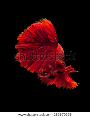 Capture the moving moment of red siamese fighting fish isolated on black background. Dumbo betta fish