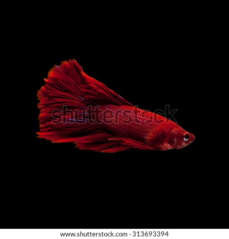 Capture the moving moment of red siamese fighting fish isolated on black background. Dumbo betta fish