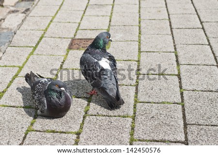 Similar – Image, Stock Photo Two doves on cobblestone