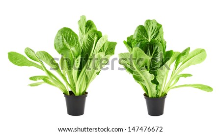 Roman salad lettuce green leaves in a black plastic pot isolated over white background, set of two foreshortenings