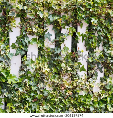 Parthenocissus tendril climbing decorative plant over the white fence