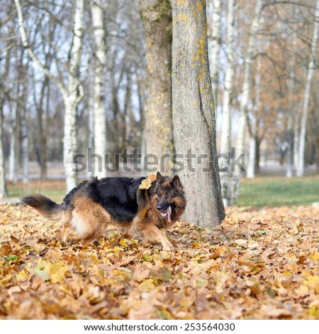 German shepherd dog running on a ground covered with multiple maple leaves as an autumn background composition