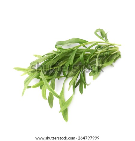 Green leaves of the Tarragon Artemisia dracunculus perennial aromatic culinary herb isolated over the white background