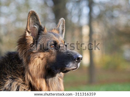 Portrait of the german shepherd dog against the autumn backdrop