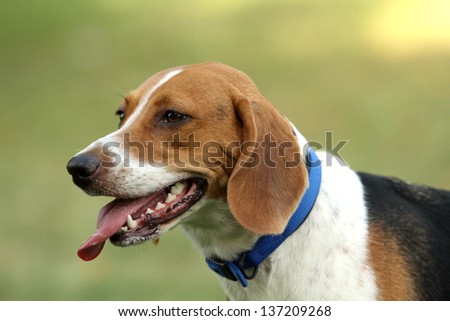 Head photo of Harrier dog in park with tongue out