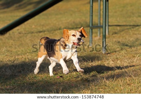 Happy beagle dog running and jumping in park with ball in mouth